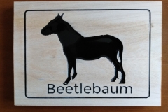 beetle01
